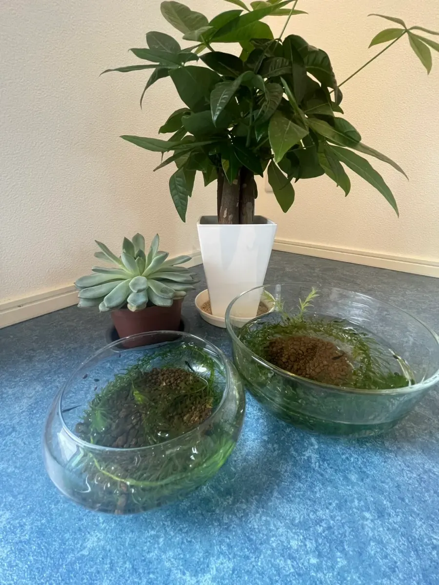 店内で飼っている二つのメダカの器と観葉植物