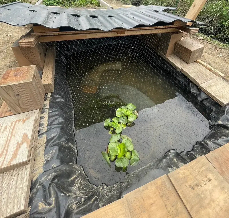 外に置いたメダカの容器と水草